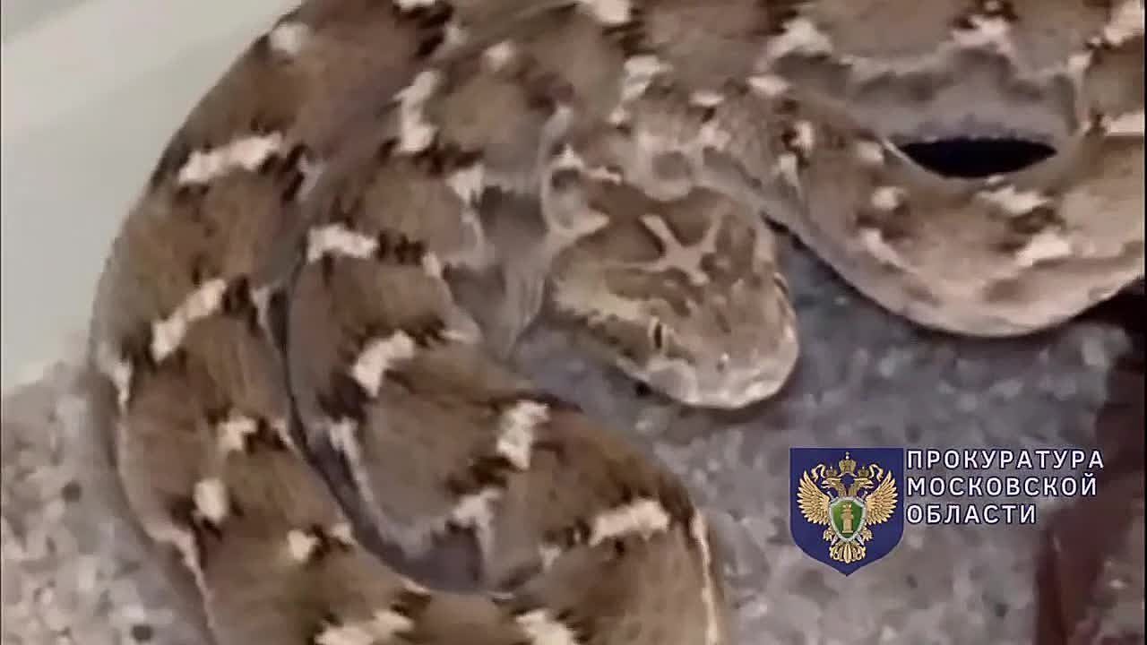 15-летний школьник из подмосковного Пушкина разводил ядовитых змей и других экзотических животных без лицензии и ветеринарных паспортов