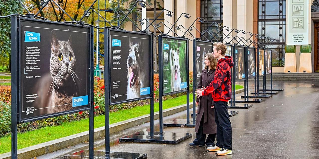 За первую неделю работы фотовыставки «Хочу домой» 20 животных из столичных приютов нашли хозяев