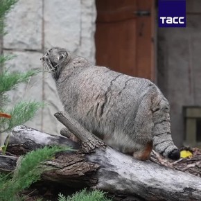 Зима близко. И Тимоша явно к ней готов