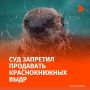 Хорошевский суд Москвы запретил сайты, где продавали выдр, занесённых в Красную книгу России