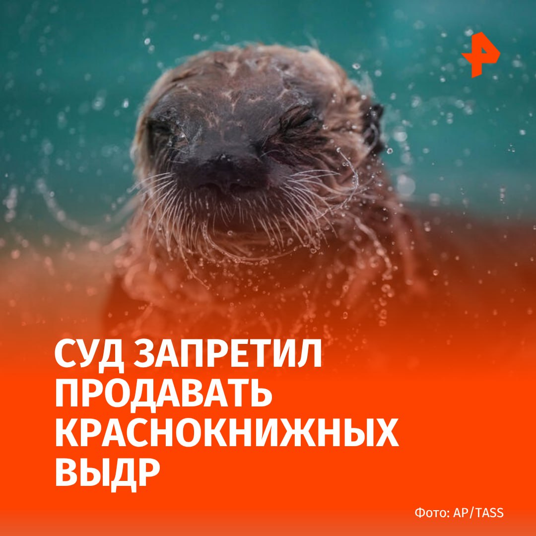 Хорошевский суд Москвы запретил сайты, где продавали выдр, занесённых в Красную книгу России