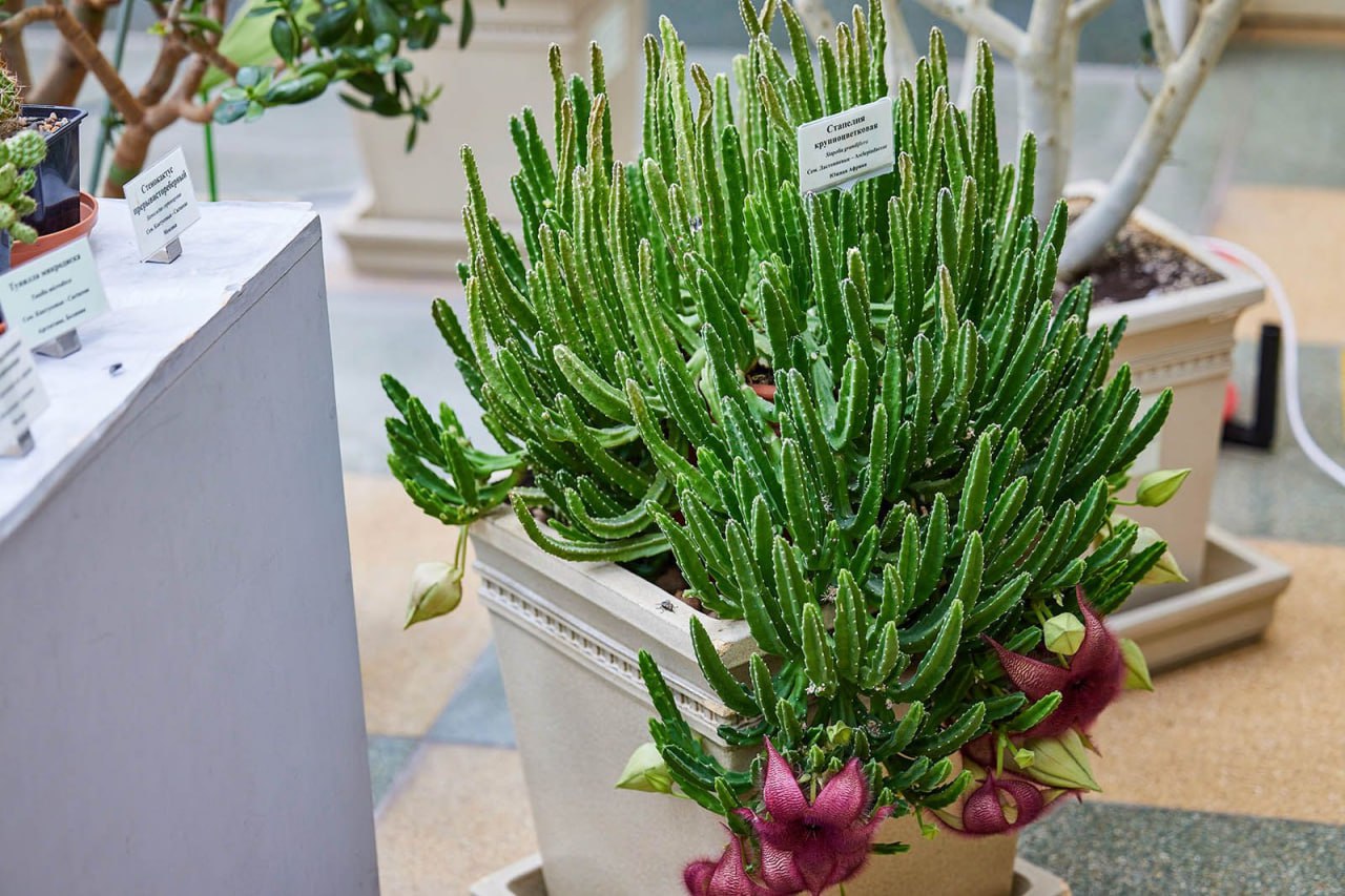 Пальмы, олеандры и голубые агавы — эти экзотические растения можно увидеть в московских парках Пальмы, олеандры и голубые агавы — эти экзотические растения можно увидеть в московских парках