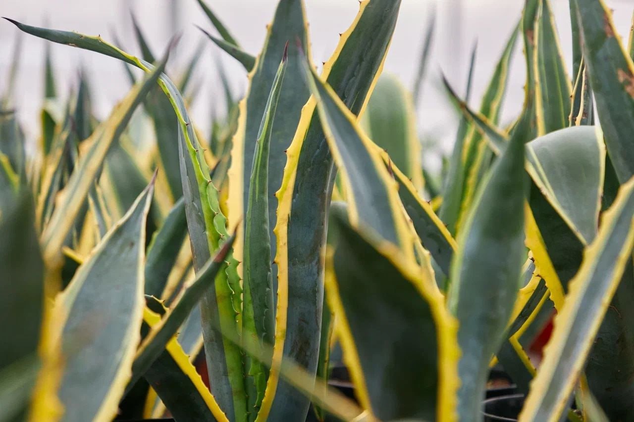 Пальмы, олеандры и голубые агавы — эти экзотические растения можно увидеть в московских парках Пальмы, олеандры и голубые агавы — эти экзотические растения можно увидеть в московских парках