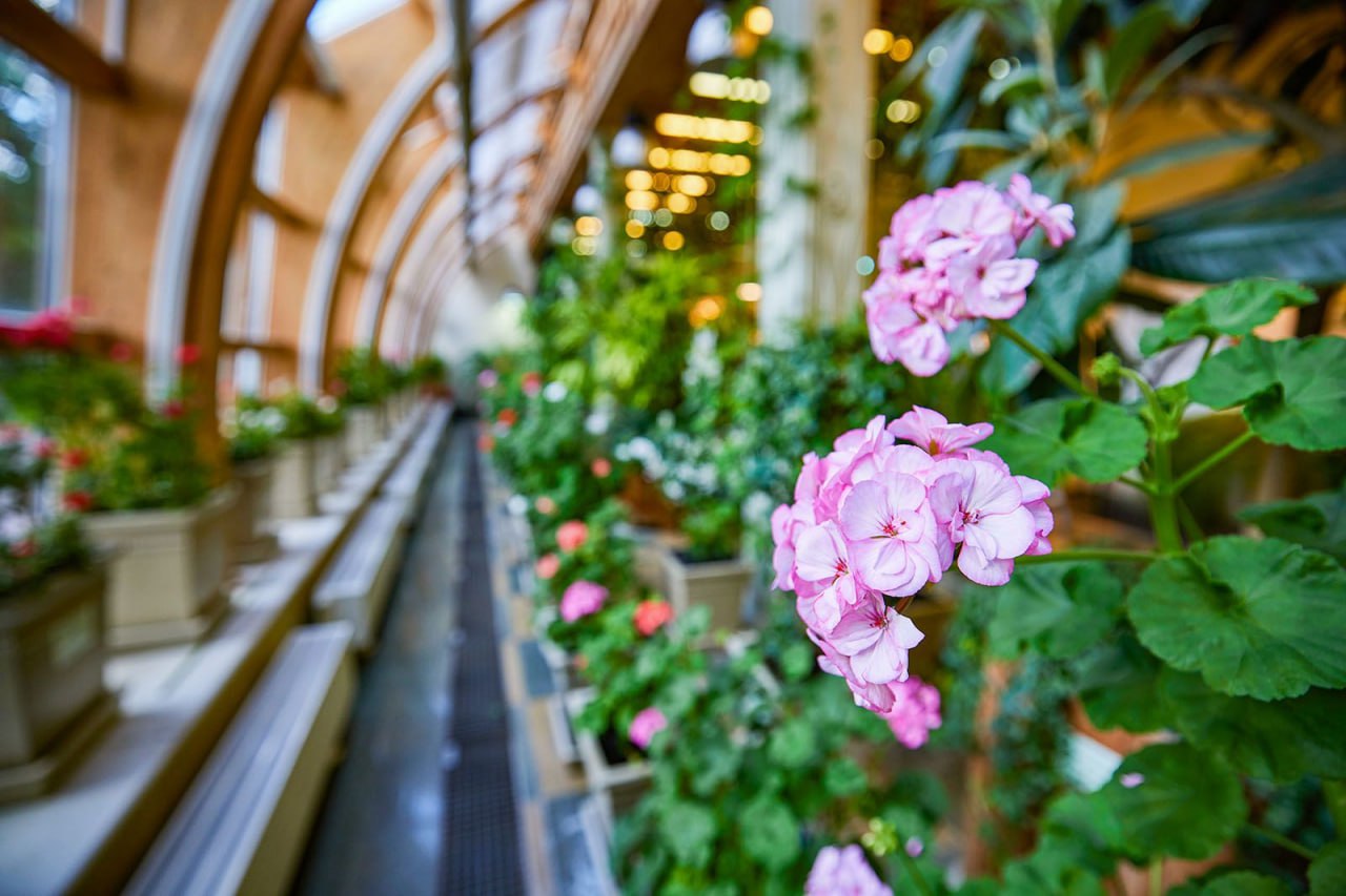 Пальмы, олеандры и голубые агавы — эти экзотические растения можно увидеть в московских парках