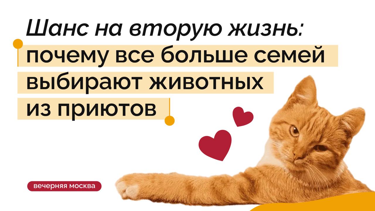 Исследование: общение с животными положительно влияет на самочувствие и помогает избежать многих проблем — от депрессии до заболеваний сердца