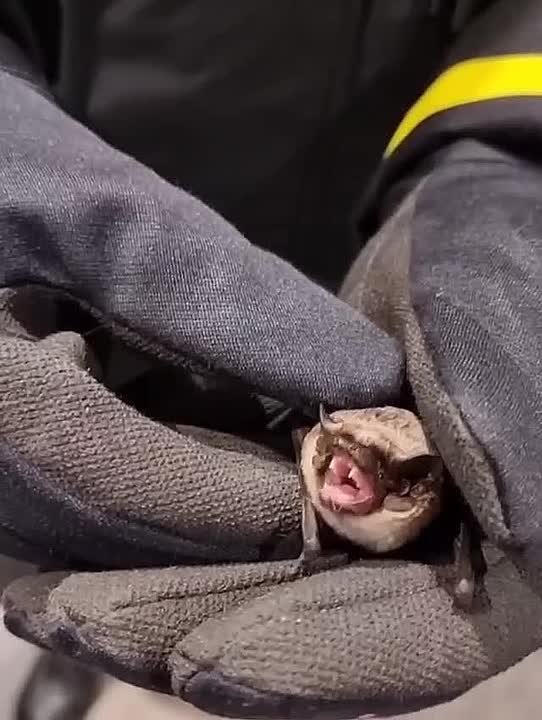 Ночной певец с крыльями устроил концерт на Дыбенко