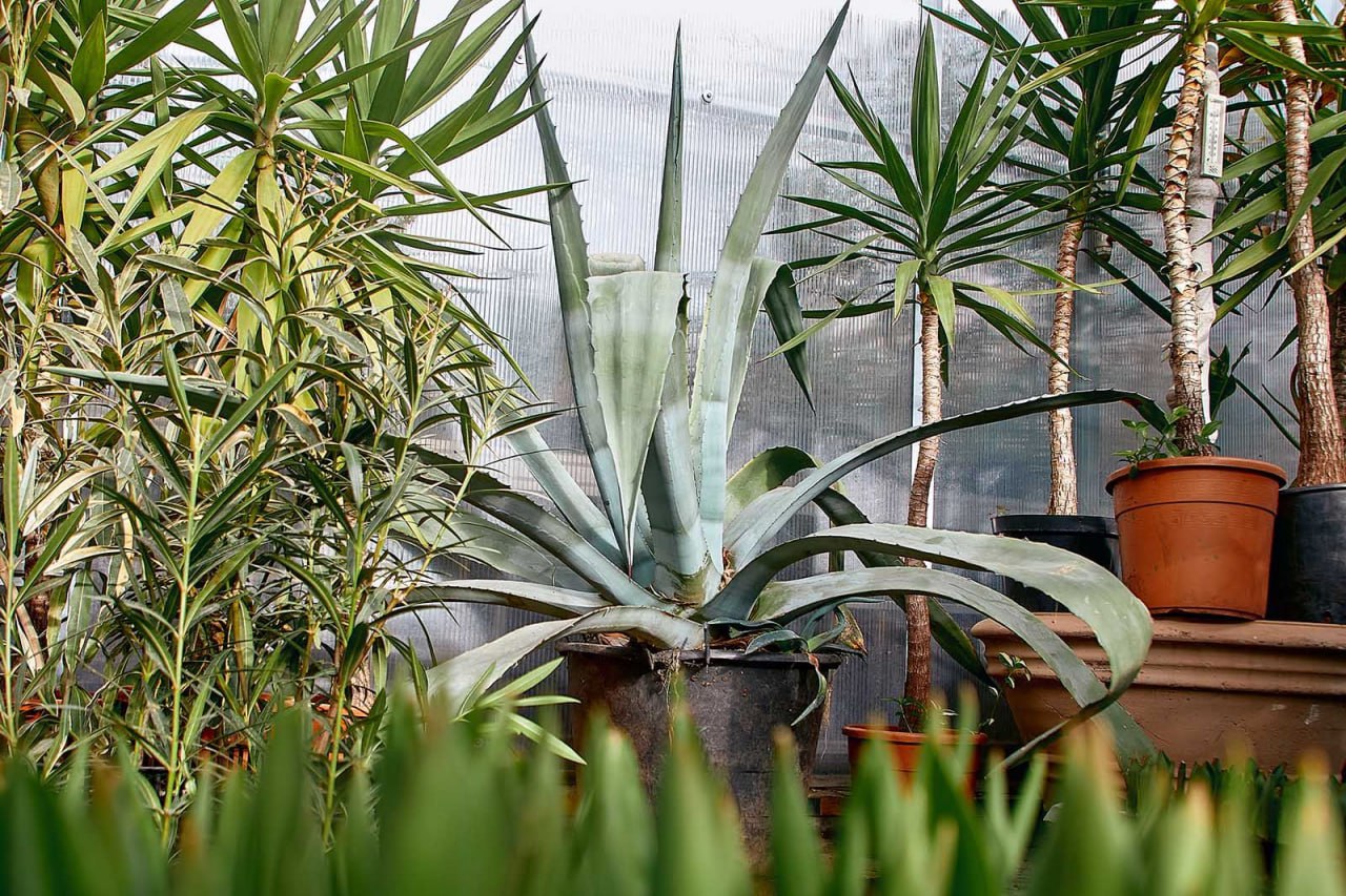 Пальмы, олеандры и голубые агавы — эти экзотические растения можно увидеть в московских парках Пальмы, олеандры и голубые агавы — эти экзотические растения можно увидеть в московских парках