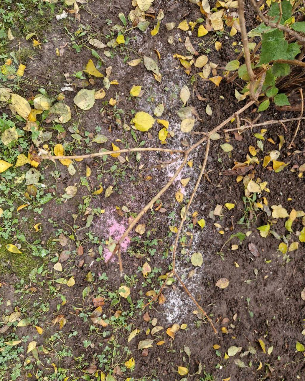 Массовое убийство домашних питомцев в подмосковном Путилково! Массовое убийство домашних питомцев в подмосковном Путилково!