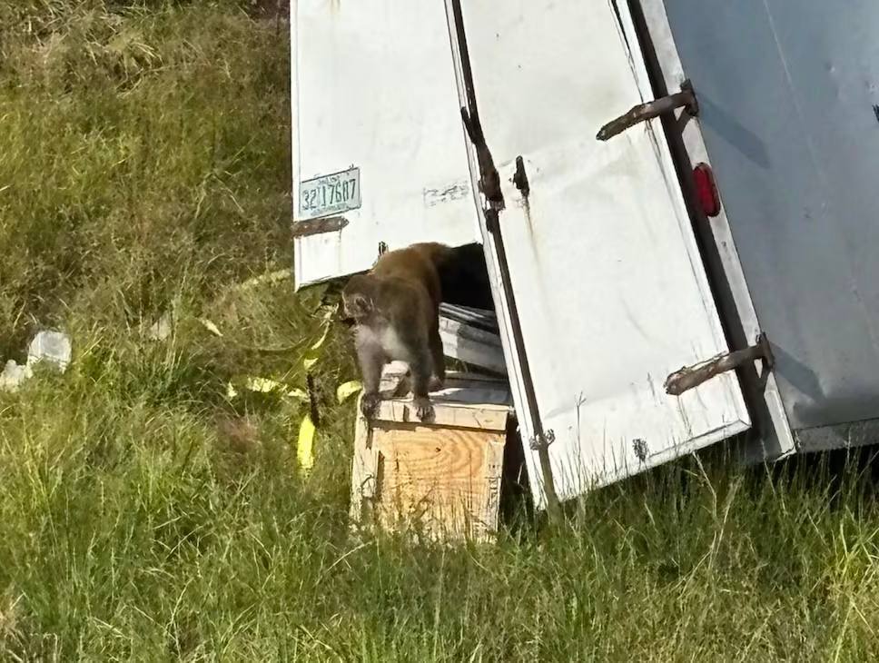 Обезьяны, заражённые гепатитом С, герпесом и COVID, сбежали из грузовика в США Обезьяны, заражённые гепатитом С, герпесом и COVID, сбежали из грузовика в США