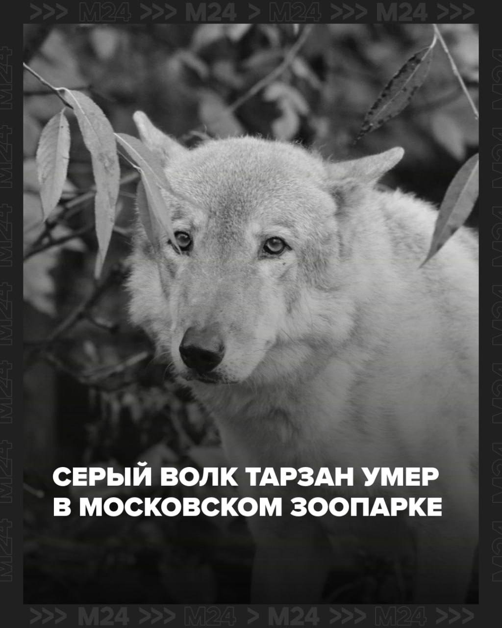 Умер серый волк Тарзан из Московского зоопарка