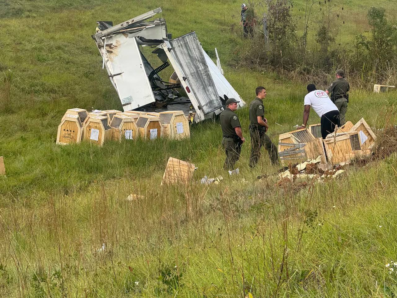 Обезьяны, заражённые гепатитом С, герпесом и COVID, сбежали из грузовика в США Обезьяны, заражённые гепатитом С, герпесом и COVID, сбежали из грузовика в США