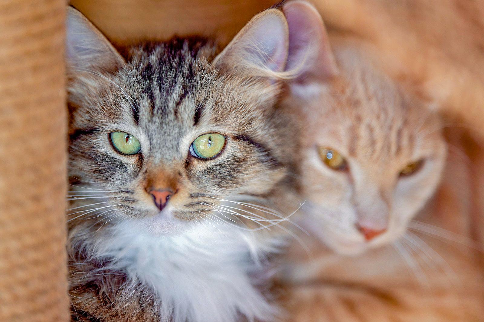 Приглашаем принять участие в благотворительных мероприятиях столицы Приглашаем принять участие в благотворительных мероприятиях столицы