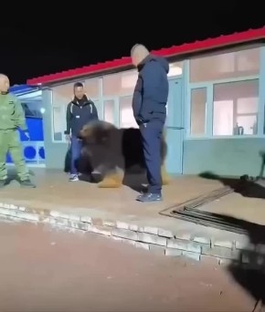 Новости подождут, время интересных фактов: вот так выглядит очень дорогая порода собак — тибетский мастиф