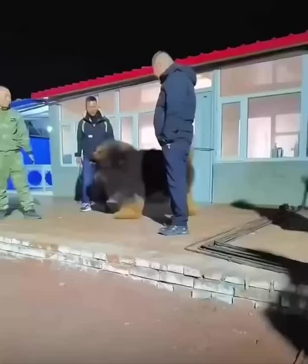 Новости подождут, время интересных фактов: вот так выглядит очень дорогая порода собак — тибетский мастиф