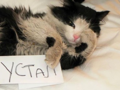  . .   (37%)    ,   (26%)     