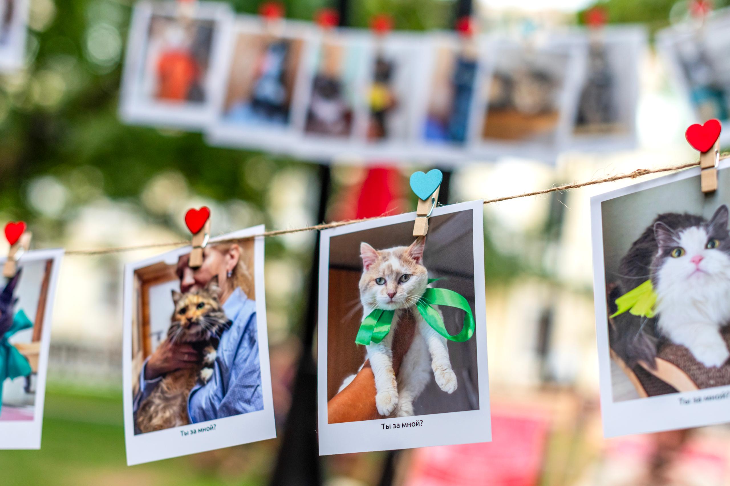 Откройте свое сердце для четвероногих друзей! На портале mos.ru появился сервис «Моспитомец» Откройте свое сердце для четвероногих друзей! На портале mos.ru появился сервис «Моспитомец»