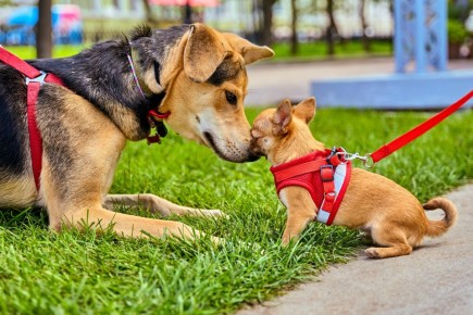 Откройте свое сердце для четвероногих друзей! На портале mos.ru появился сервис «Моспитомец»