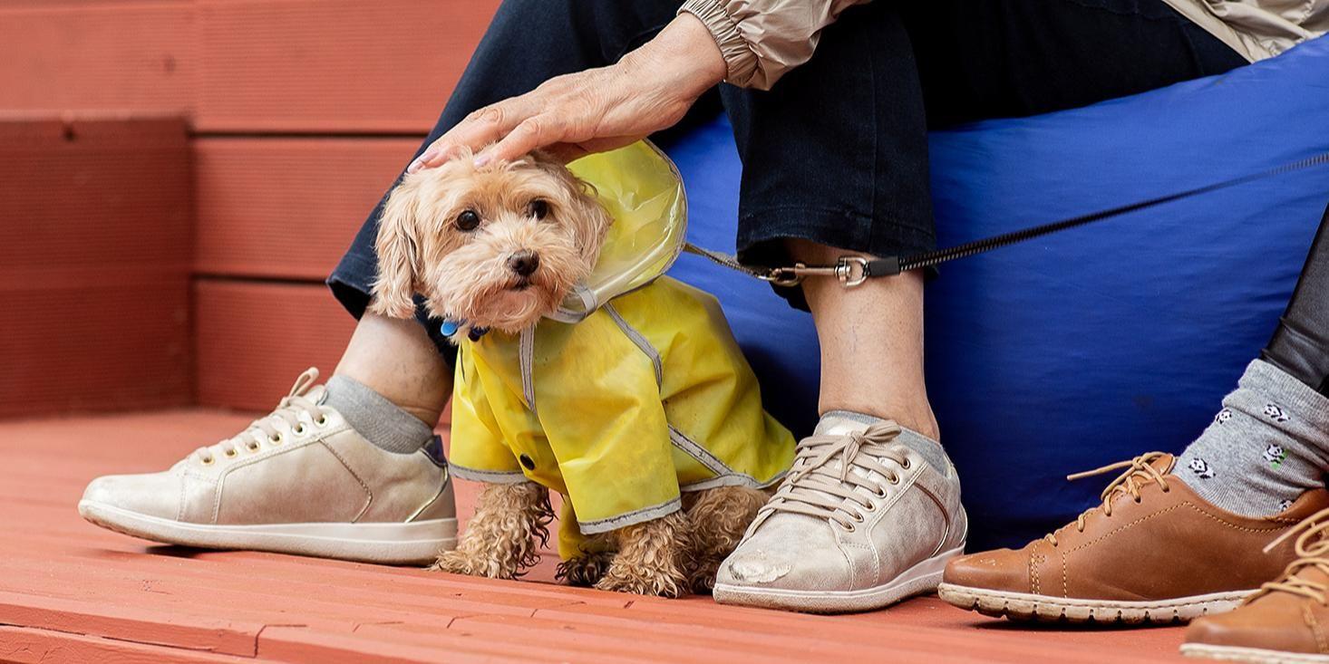 Даже дома ваш питомец может столкнуться с неочевидными угрозами его здоровью Даже дома ваш питомец может столкнуться с неочевидными угрозами его здоровью