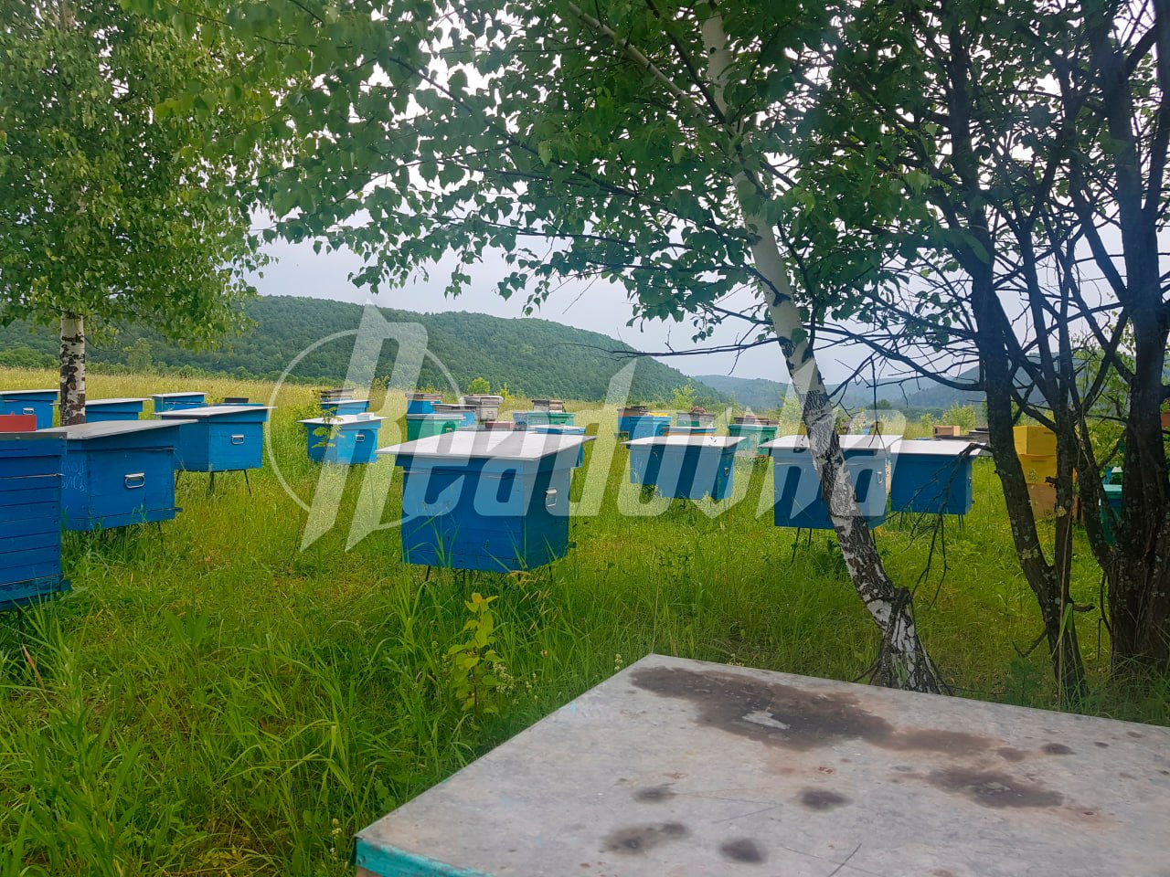 Башкирский пчеловод остался без 2 тыс га земли — чиновники 3 года не дают возродить медовый бизнес Башкирский пчеловод остался без 2 тыс га земли — чиновники 3 года не дают возродить медовый бизнес