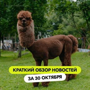 Вы знали, что альпаки — домашние животные?