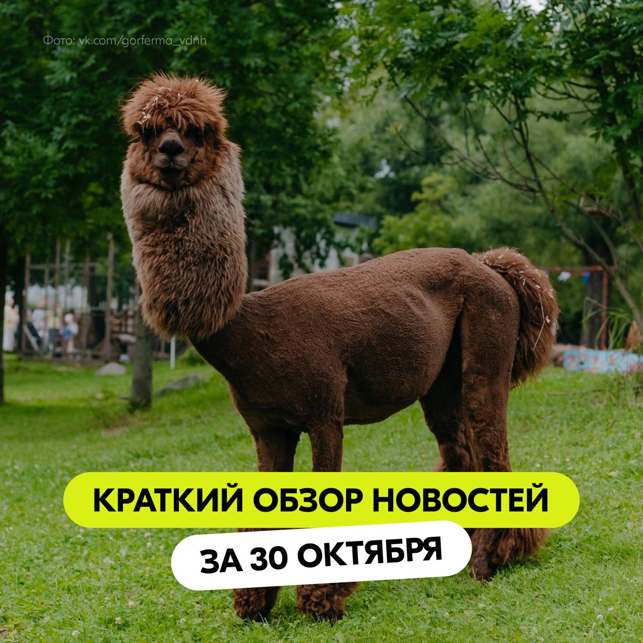 Вы знали, что альпаки — домашние животные?