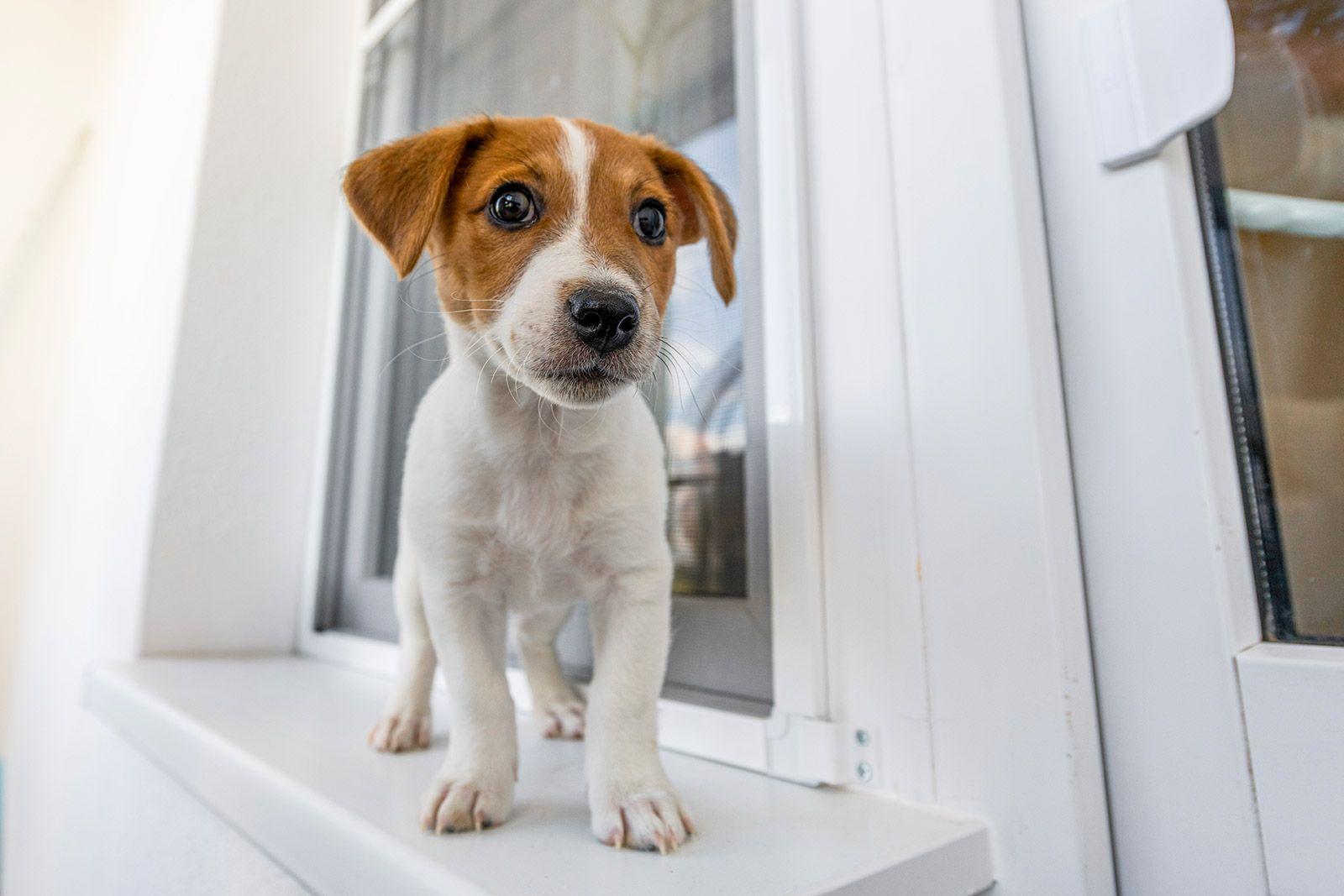 Даже дома ваш питомец может столкнуться с неочевидными угрозами его здоровью Даже дома ваш питомец может столкнуться с неочевидными угрозами его здоровью