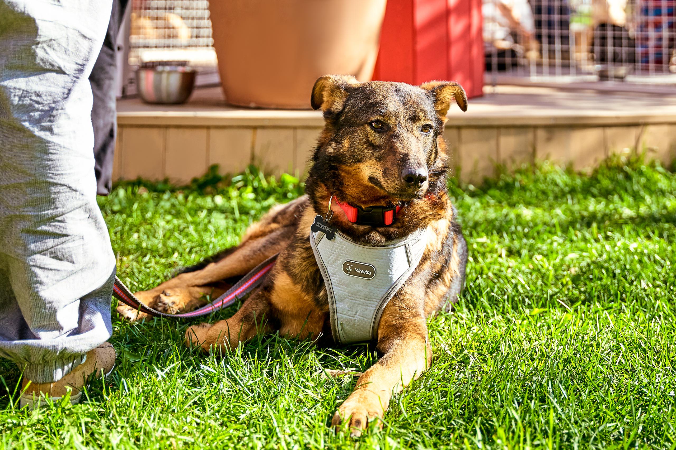 Откройте свое сердце для четвероногих друзей! На портале mos.ru появился сервис «Моспитомец» Откройте свое сердце для четвероногих друзей! На портале mos.ru появился сервис «Моспитомец»