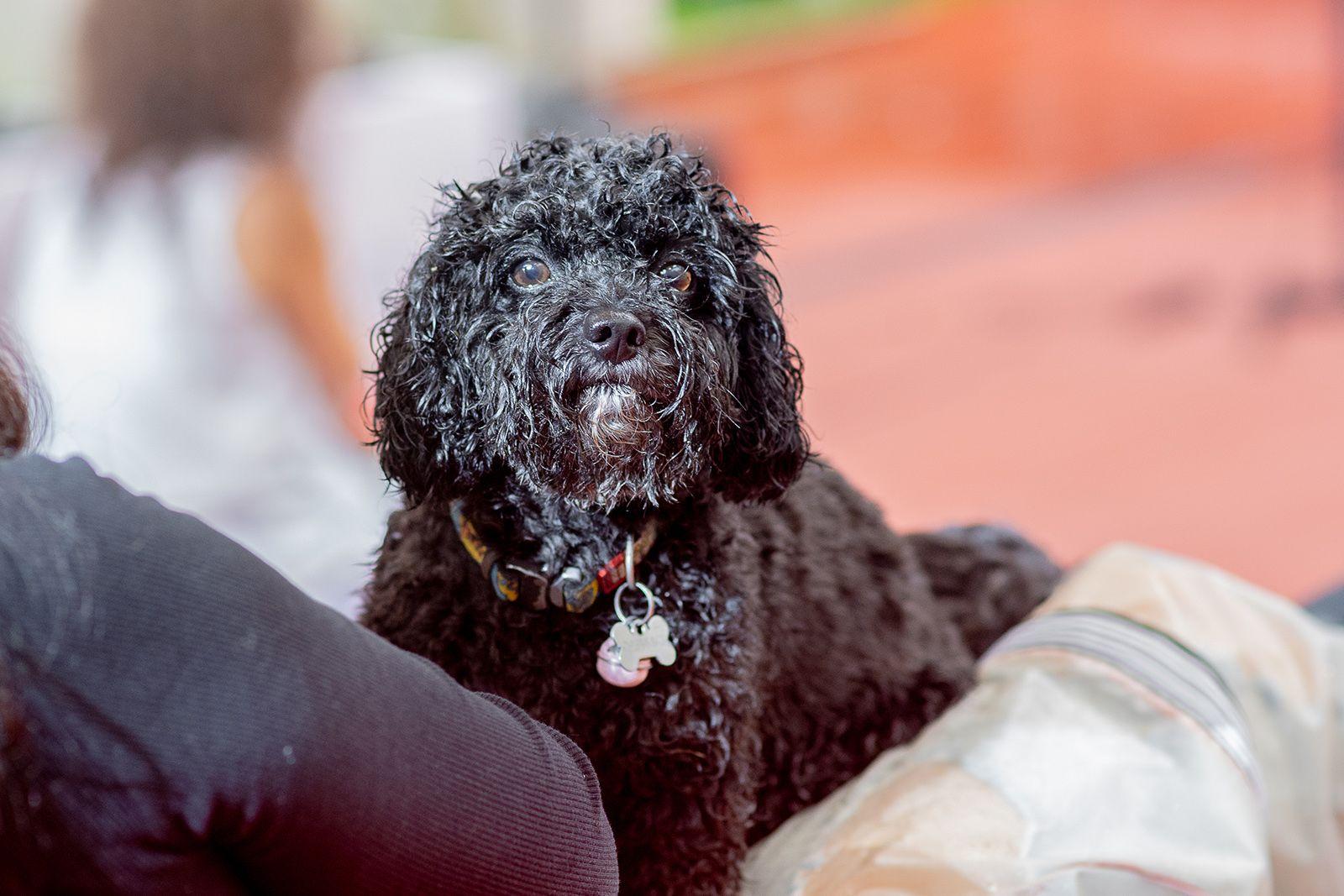 Даже дома ваш питомец может столкнуться с неочевидными угрозами его здоровью