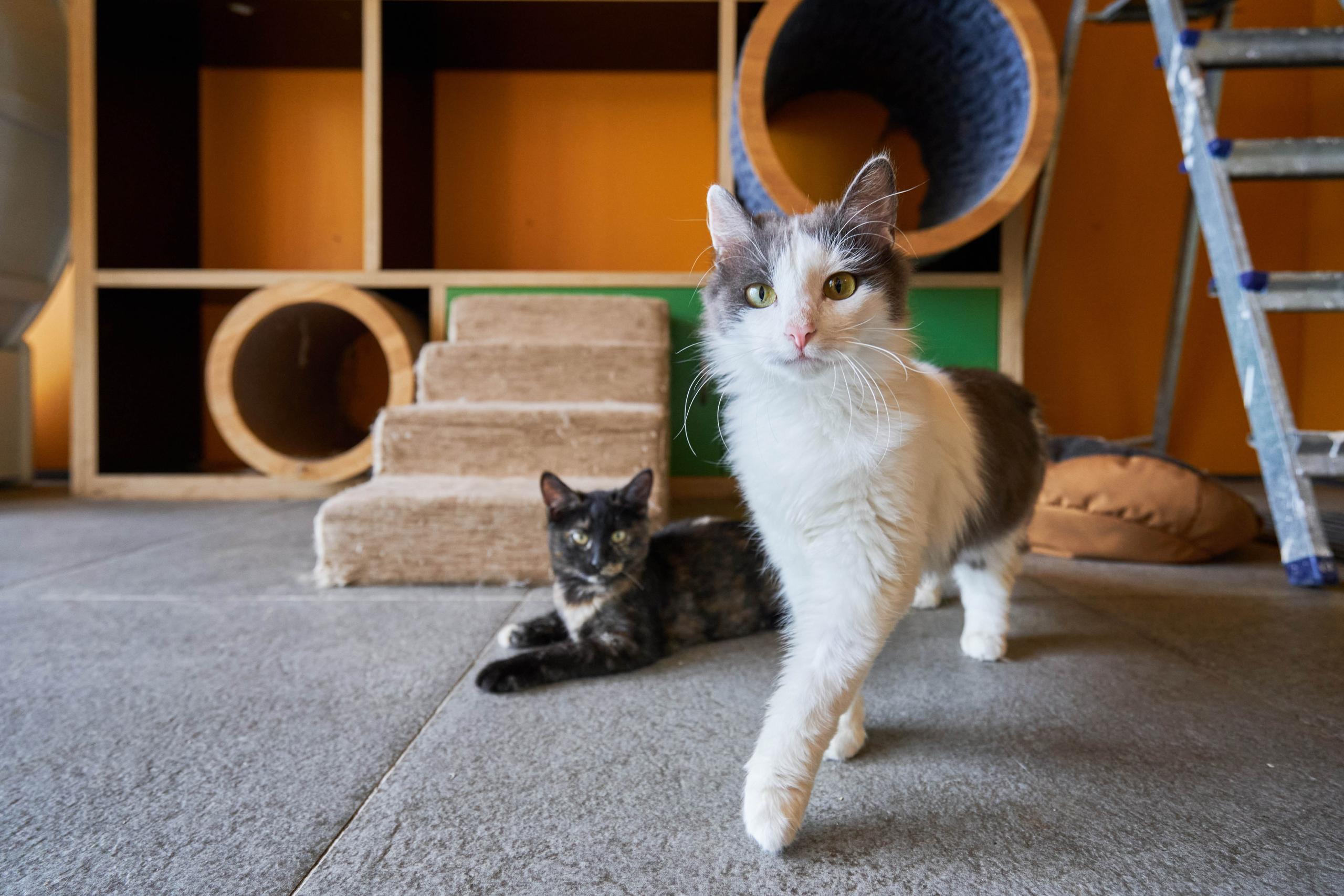 Откройте свое сердце для четвероногих друзей! На портале mos.ru появился сервис «Моспитомец» Откройте свое сердце для четвероногих друзей! На портале mos.ru появился сервис «Моспитомец»