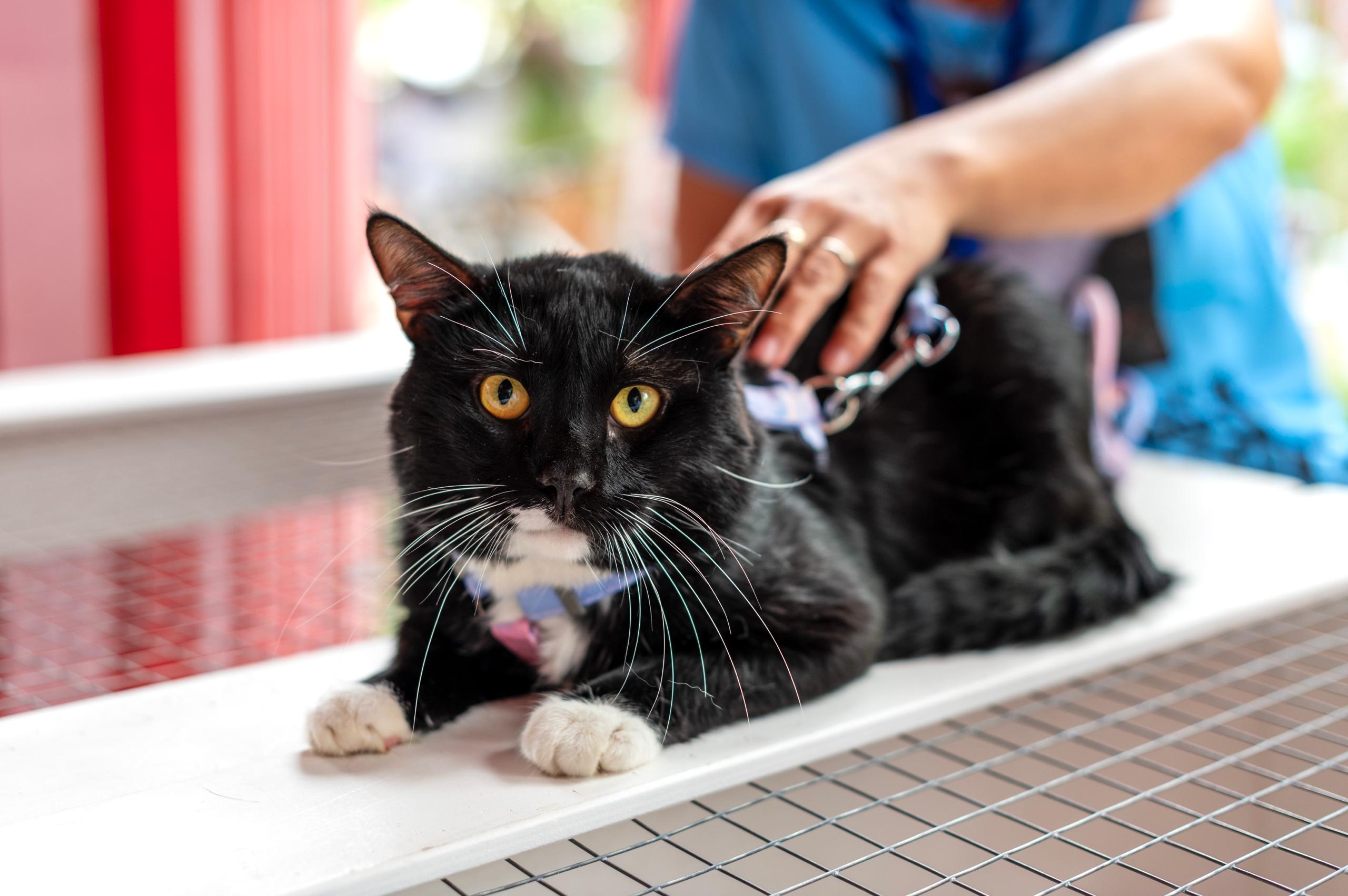 Откройте свое сердце для четвероногих друзей! На портале mos.ru появился сервис «Моспитомец» Откройте свое сердце для четвероногих друзей! На портале mos.ru появился сервис «Моспитомец»