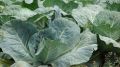Как защитить капусту от гусениц