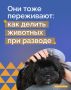 Иногда при бракоразводном процессе, кроме нажитого имущества, приходится делить еще и животных