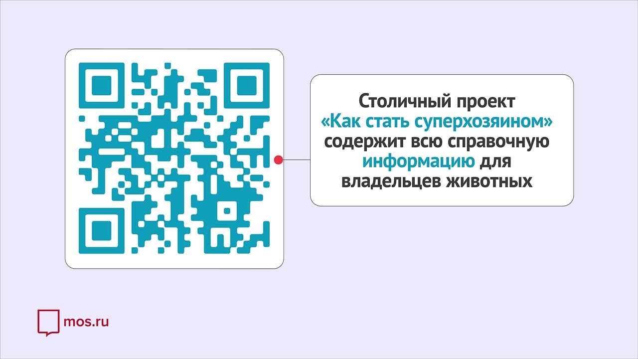 К выбору питомца из приюта важно подготовиться заранее