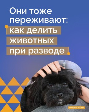 Иногда при бракоразводном процессе, кроме нажитого имущества, приходится делить еще и животных