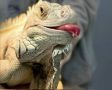 Московские ветврачи вылечили полутораметровую игуану Шушу от стоматита