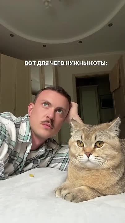 В сети делятся новым способом притянуть деньги: теперь главный магический инструмент в доме — ваш кот и расчёска!