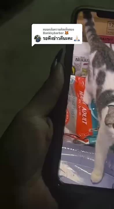 Иногда нужно просто поговорить с местными, даже если они мяукают и ходят на четырёх лапах