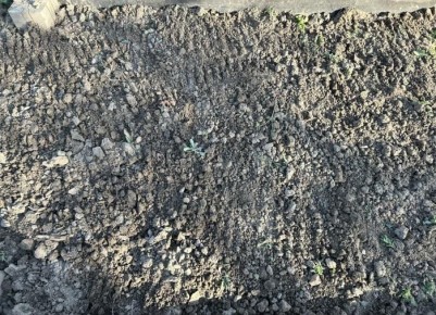 Удивительные свойства золы: как садоводы превращают её в золото для растений