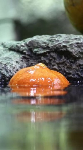 Капибар и выдр из "Москвариума" угостили тыквами