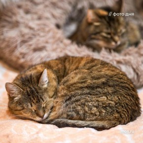 Вы ищете четвероногого друга, они — ждут любящих хозяев! Переходите в сервис «Моспитомец», выбирайте понравившегося пушистика из городского приюта и записывайтесь на встречу с ним