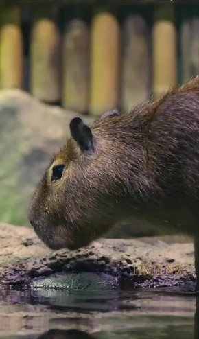 Октябрь прошел - тыквы остались: