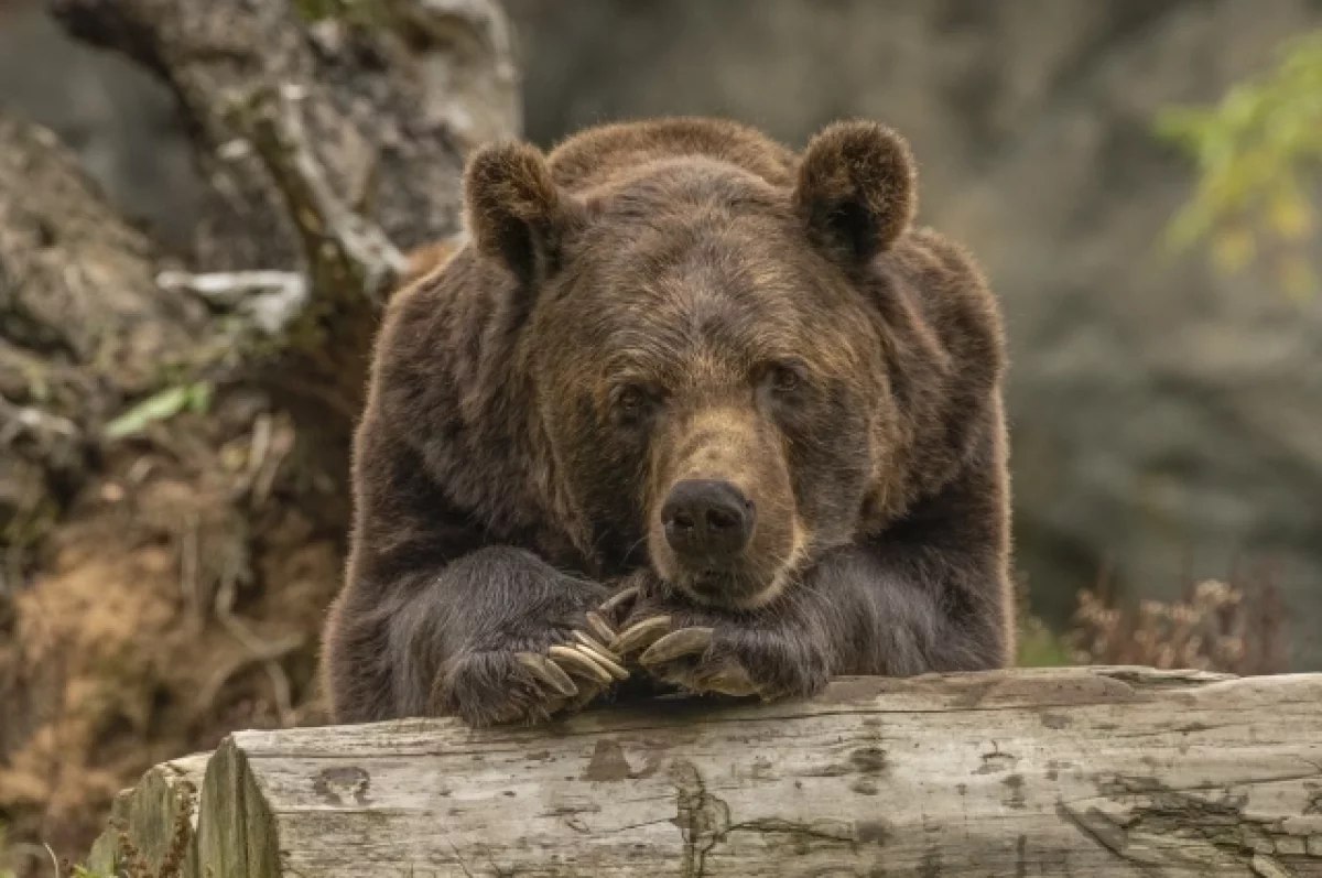 Медведи у Москвы: хищники стали чаще выходить к людям