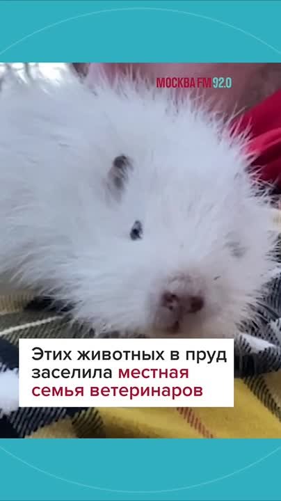 Жители деревни Жабкино негодуют: нутрий, которые жили на их пруду, среди ночи вывезли активисты