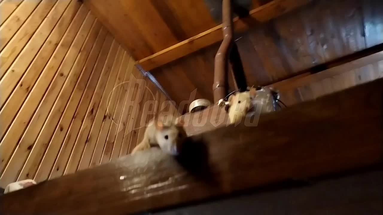 Настоящий «Крысиный Вавилон» нашли волонтеры в Екатеринбурге