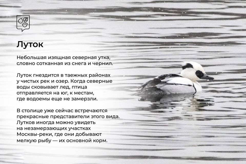 Зимние гости столицы: в Москву начали прилетать птицы из северных широт Зимние гости столицы: в Москву начали прилетать птицы из северных широт