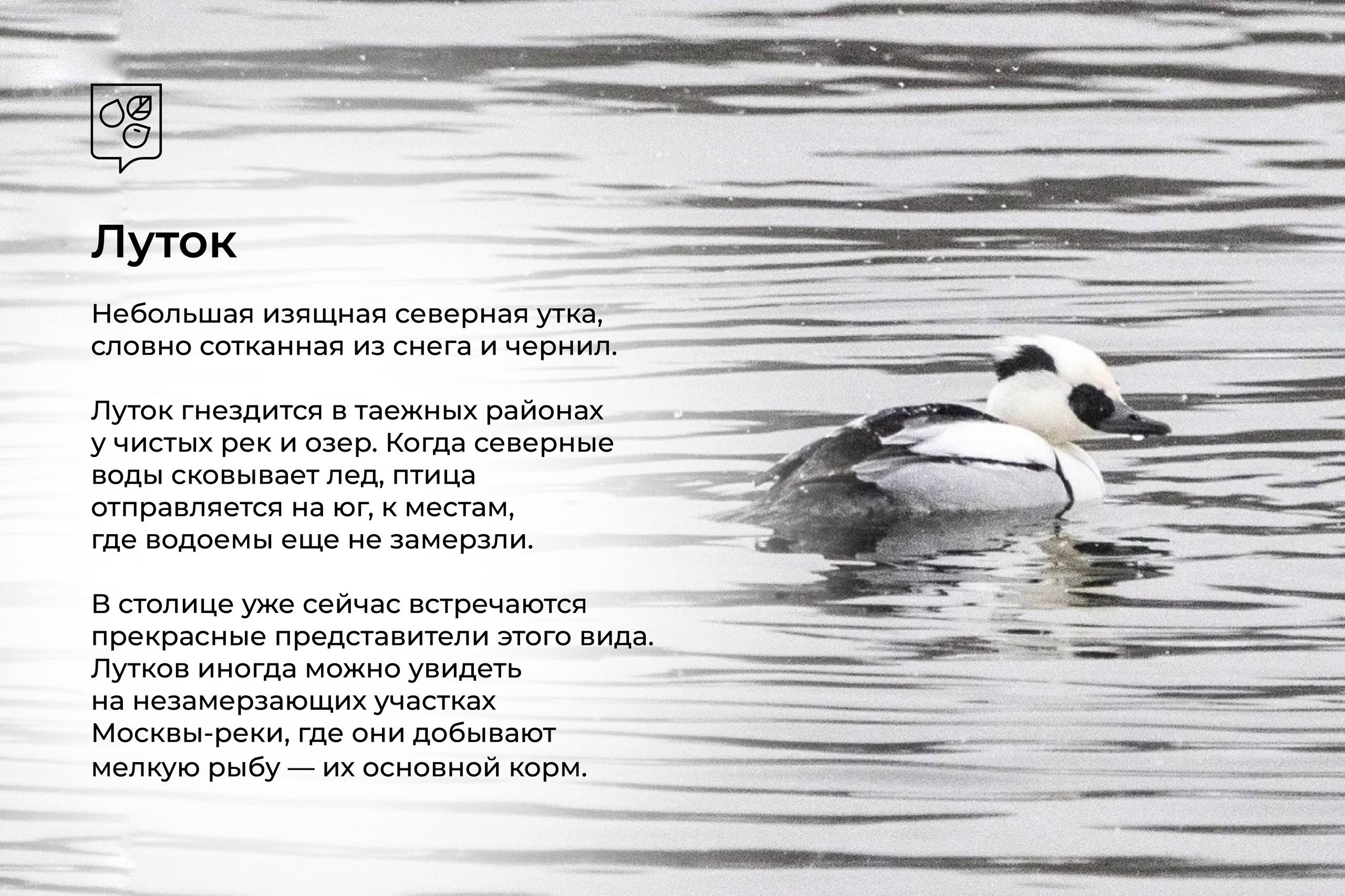 Зимние гости столицы: в Москву начали прилетать птицы из северных широт Зимние гости столицы: в Москву начали прилетать птицы из северных широт