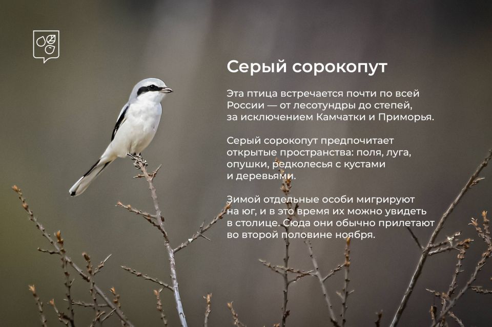 Зимние гости столицы: в Москву начали прилетать птицы из северных широт Зимние гости столицы: в Москву начали прилетать птицы из северных широт