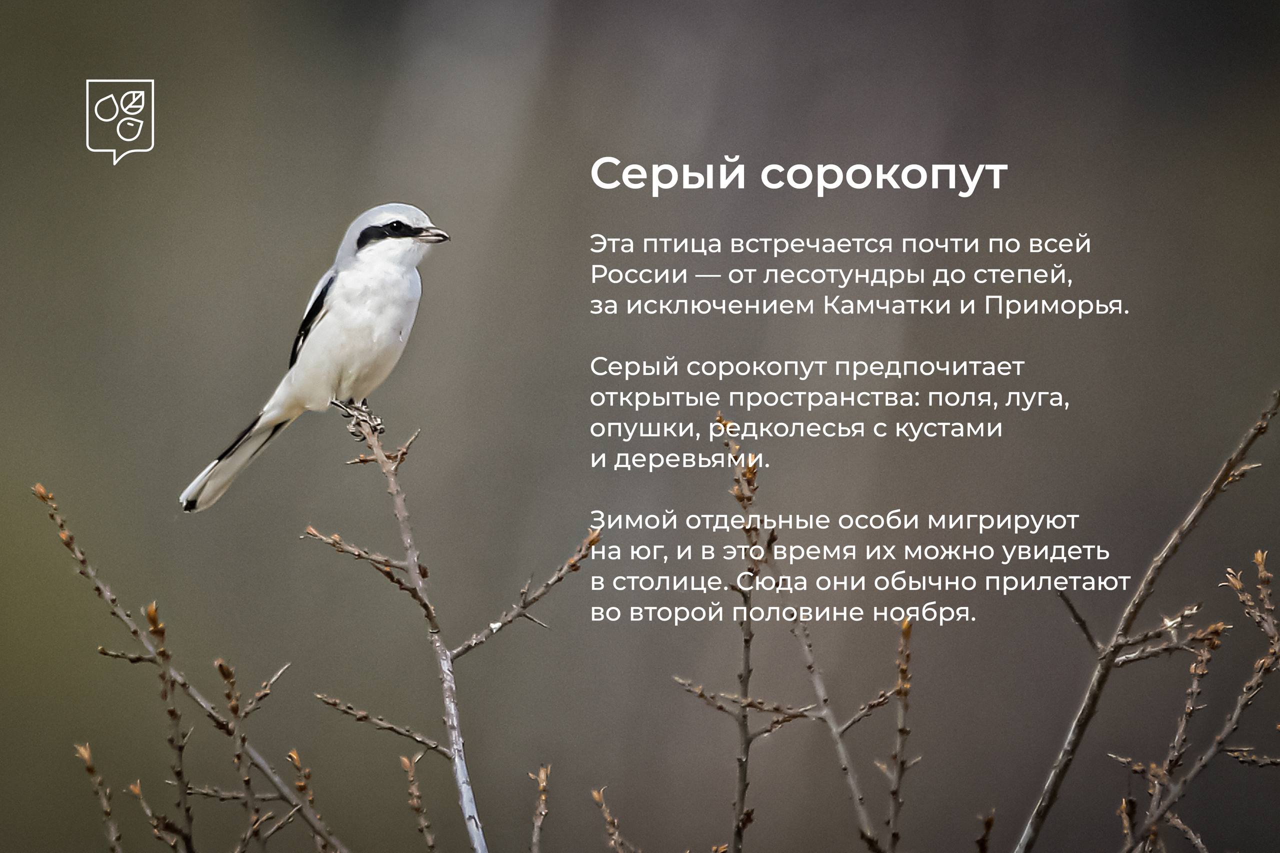 Зимние гости столицы: в Москву начали прилетать птицы из северных широт Зимние гости столицы: в Москву начали прилетать птицы из северных широт