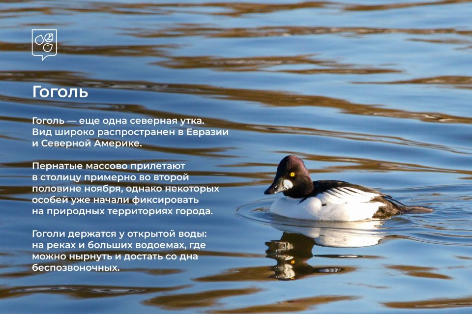 Зимние гости столицы: в Москву начали прилетать птицы из северных широт Зимние гости столицы: в Москву начали прилетать птицы из северных широт