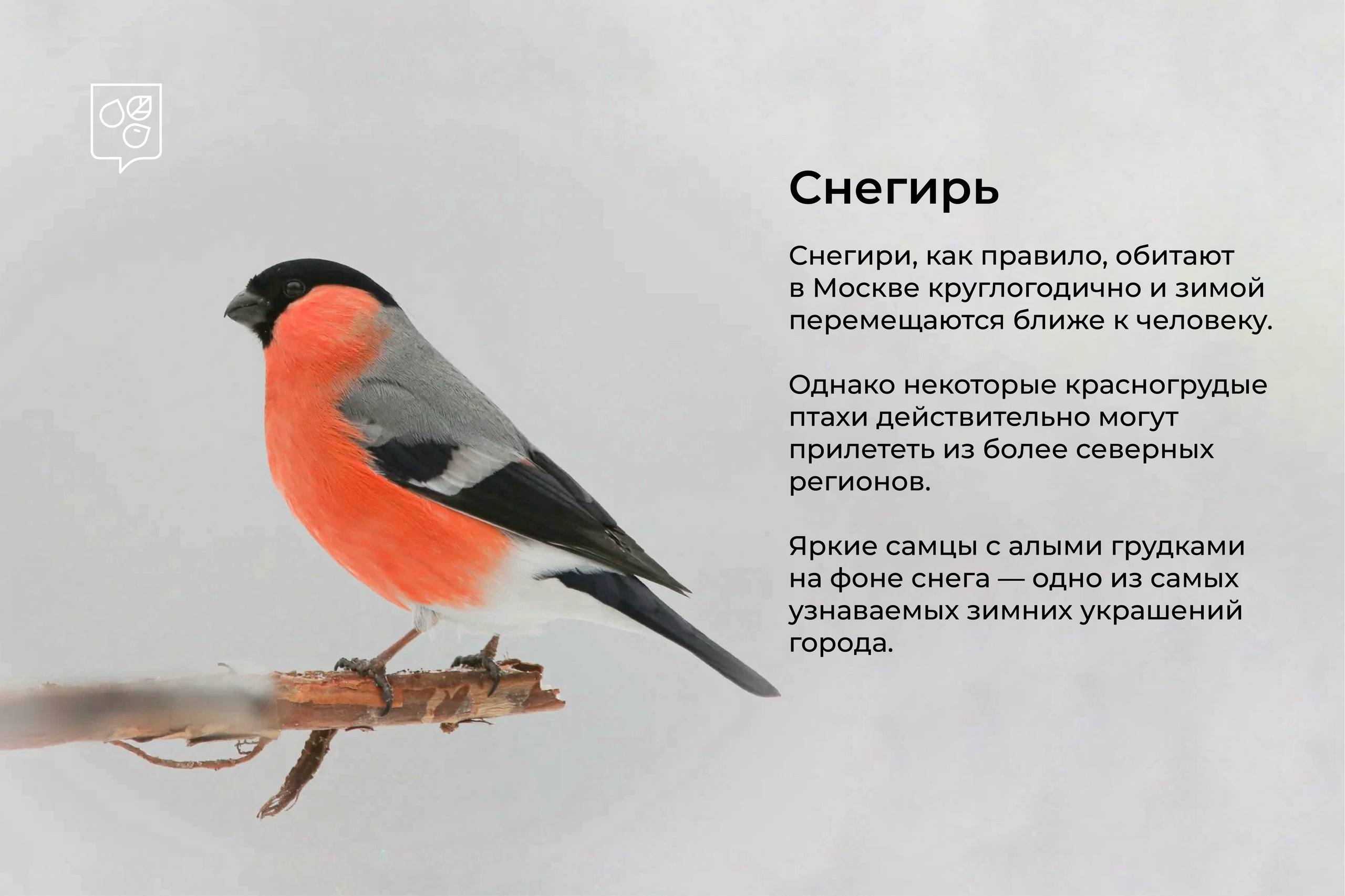 Зимние гости столицы: в Москву начали прилетать птицы из северных широт Зимние гости столицы: в Москву начали прилетать птицы из северных широт